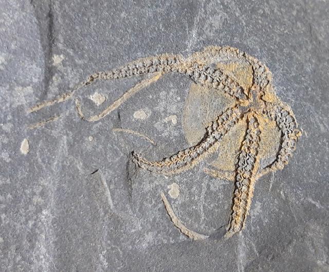Ophiura sp. LAMARCK 1801 - Bild © FossNet FossilienStore